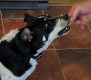 Peanut Butter Puppy Treats